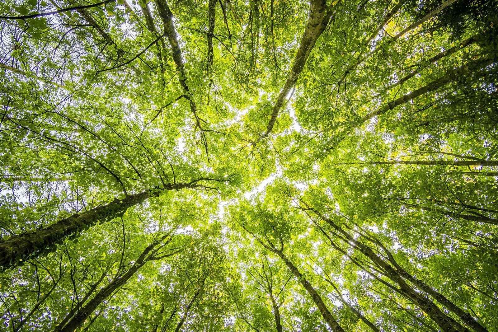 Sunlight through a green forest canopy